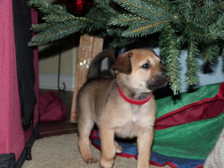 chinook dog